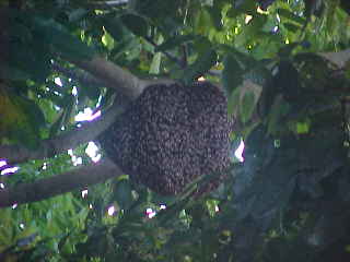 bee-0.jpg (9520 bytes)