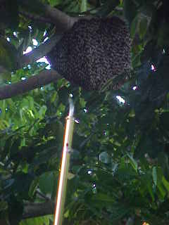 bee-3.jpg (9682 bytes)