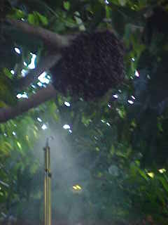 bee-4.jpg (7373 bytes)
