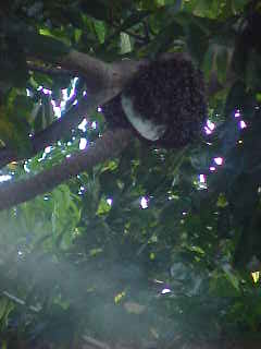 bee-5.jpg (8536 bytes)