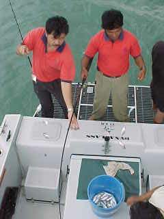 dBaitfish1.jpg (11966 bytes)