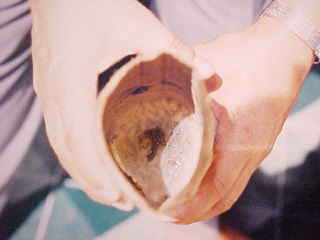 gross01.jpg (6825 bytes)