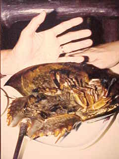 gross09.jpg (11704 bytes)